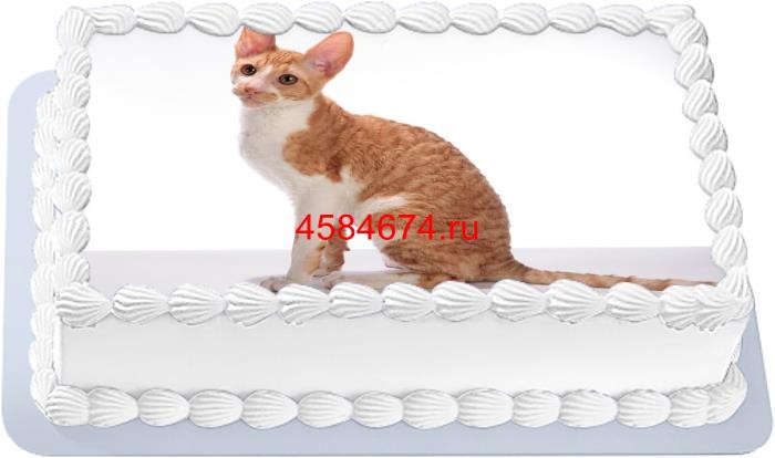 Торт с изображением кошки породы уральский рекс