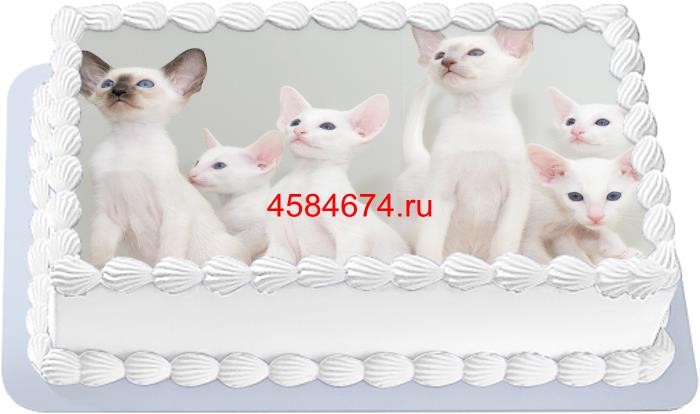 Торт с изображением кошки породы форин вайт