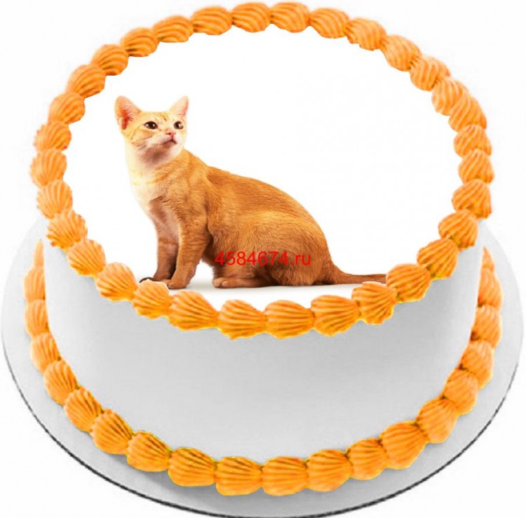 Торт с изображением кошки породы цейлонская