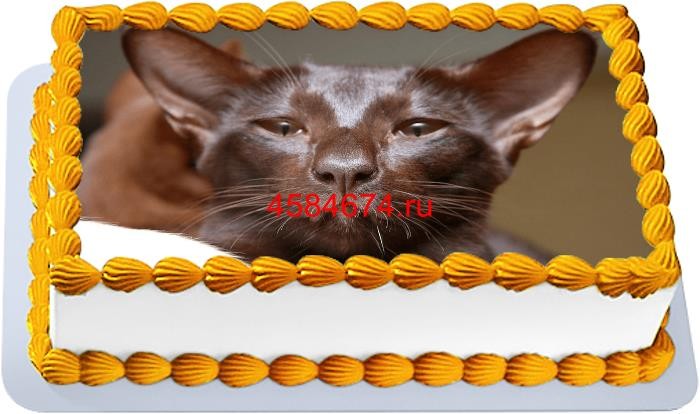 Торт с изображением кошки породы яванез